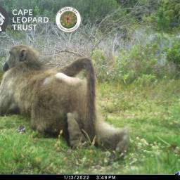 Baboon